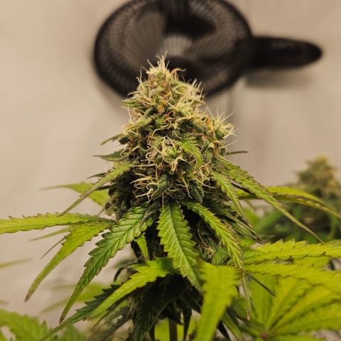 Northern Lights #1  growlog timeline photo