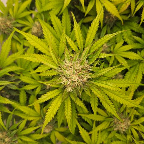 Northern Lights #1  growlog timeline photo