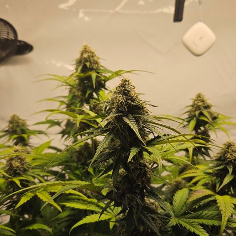 Northern Lights #1  growlog timeline photo