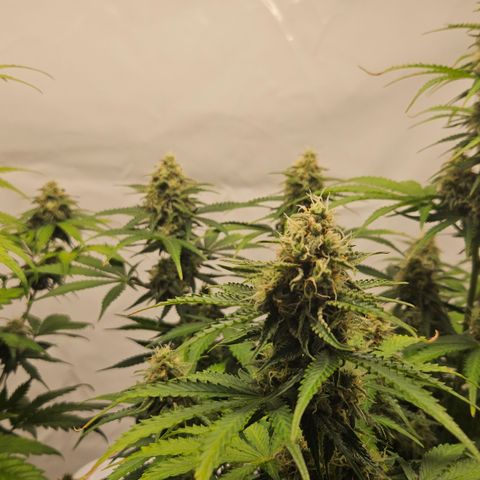 Northern Lights #2 growlog timeline photo