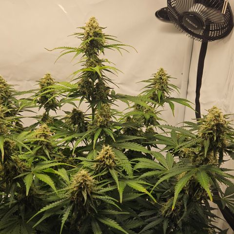 Northern Lights #2 growlog timeline photo