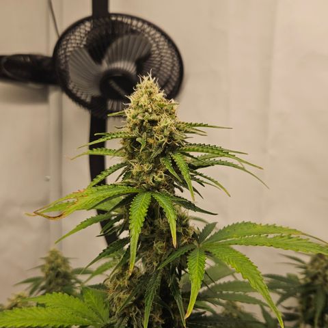 Northern Lights #2 growlog timeline photo