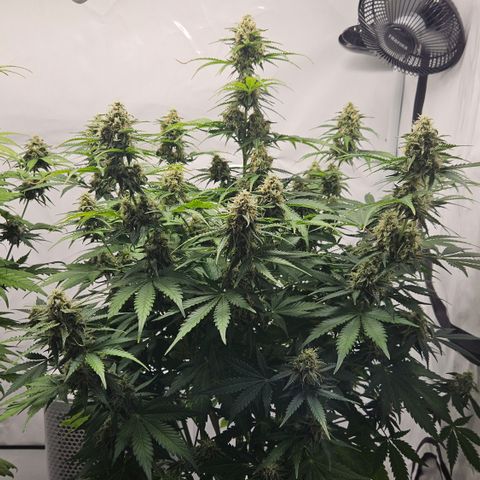 Northern Lights #2 growlog timeline photo