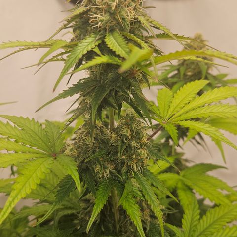 Northern Lights #1  growlog timeline photo