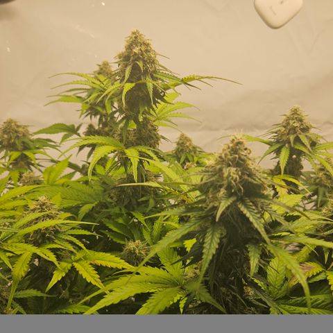 Northern Lights #1  growlog timeline photo