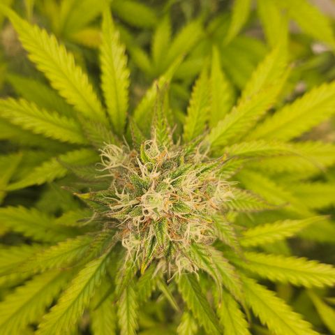 Northern Lights #1  growlog timeline photo