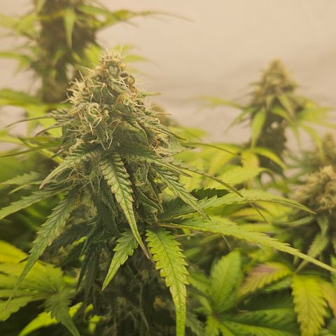 Northern Lights #1  growlog timeline photo