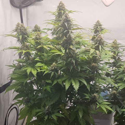Northern Lights #1  growlog timeline photo