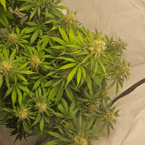 Northern Lights #2 growlog timeline photo