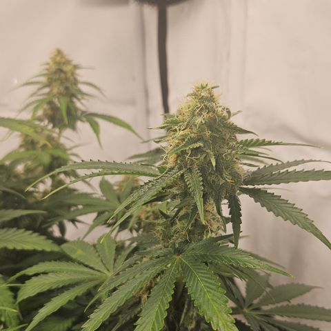 Northern Lights #2 growlog timeline photo