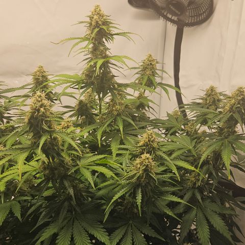 Northern Lights #2 growlog timeline photo