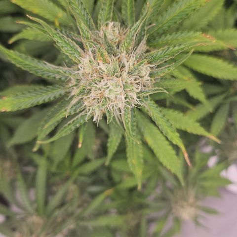 Northern Lights #2 growlog timeline photo
