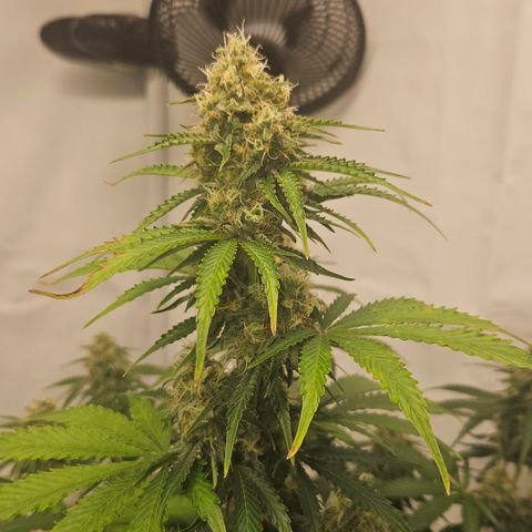 Northern Lights #2 growlog timeline photo