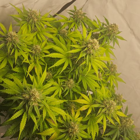Northern Lights #1  growlog timeline photo