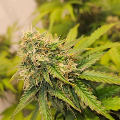 Northern Lights #1  growlog timeline photo