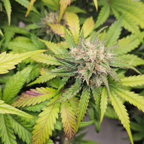 Northern Lights #1  growlog timeline photo