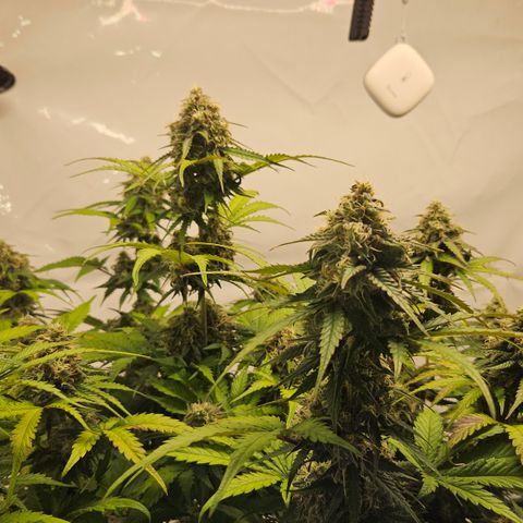 Northern Lights #1  growlog timeline photo