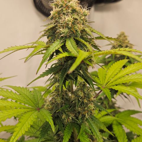 Northern Lights #1  growlog timeline photo