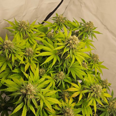 Northern Lights #1  growlog timeline photo