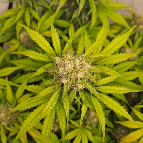 Northern Lights #1  growlog timeline photo