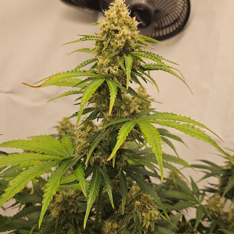 Northern Lights #2 growlog timeline photo