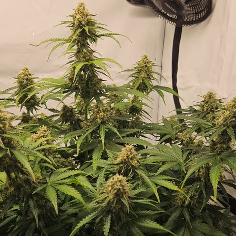 Northern Lights #2 growlog timeline photo