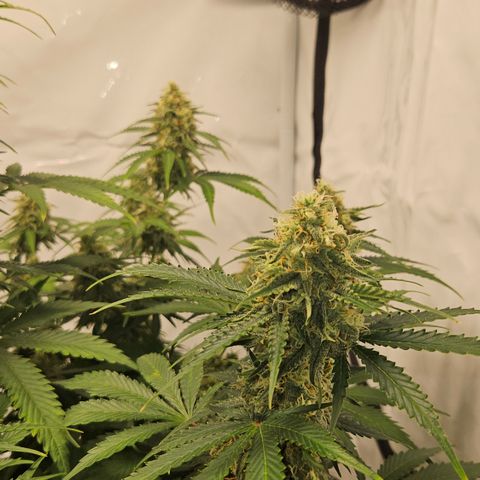 Northern Lights #2 growlog timeline photo