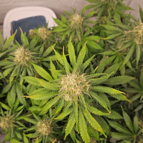 Northern Lights #2 growlog timeline photo