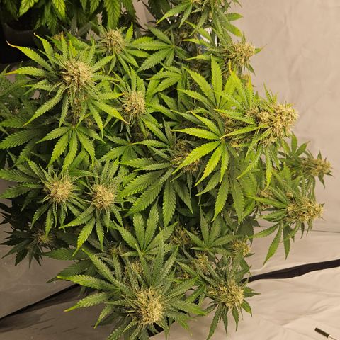 Northern Lights #2 growlog timeline photo