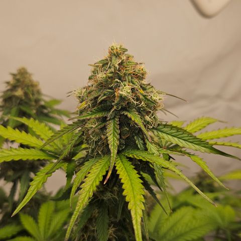 Northern Lights #1  growlog timeline photo