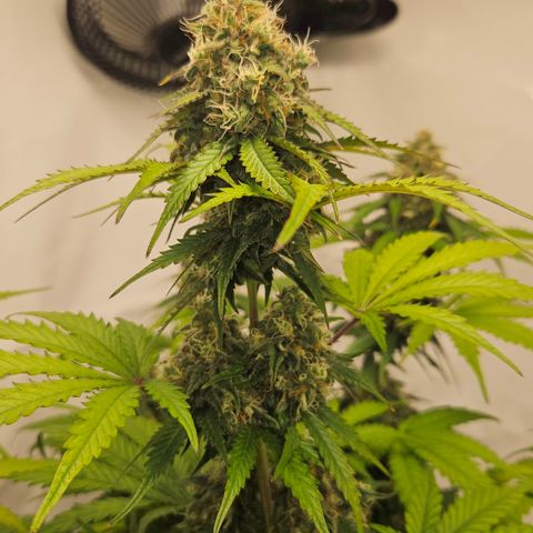 Northern Lights #1  growlog timeline photo