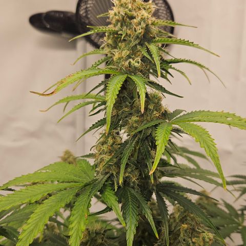 Northern Lights #2 growlog timeline photo