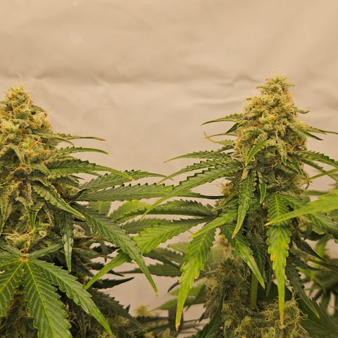 Northern Lights #2 growlog timeline photo