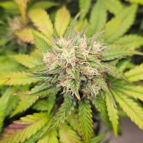 Northern Lights #1  growlog timeline photo