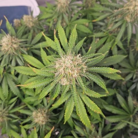 Northern Lights #2 growlog timeline photo
