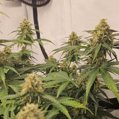 Northern Lights #2 growlog timeline photo