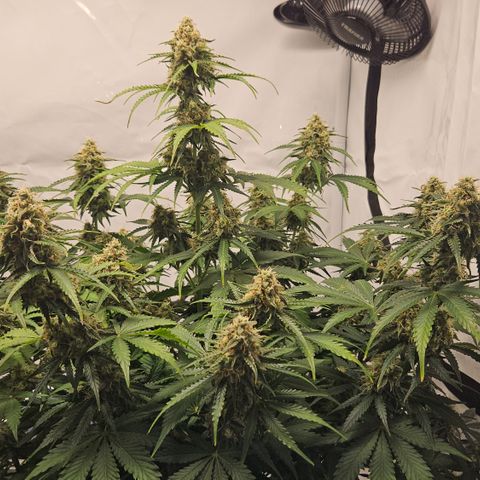 Northern Lights #2 growlog timeline photo