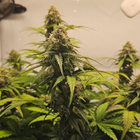 Northern Lights #1  growlog timeline photo