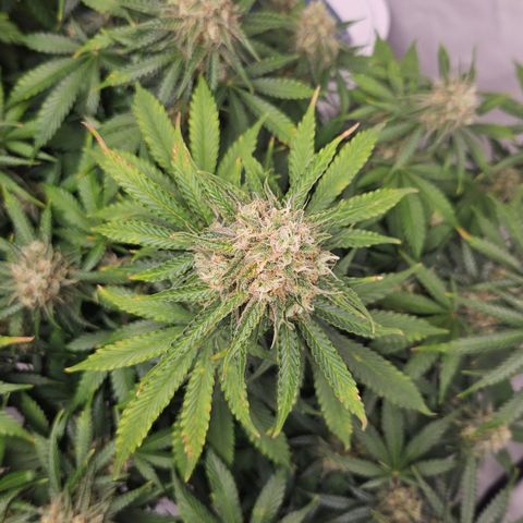 Northern Lights #2 growlog timeline photo