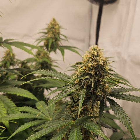 Northern Lights #2 growlog timeline photo