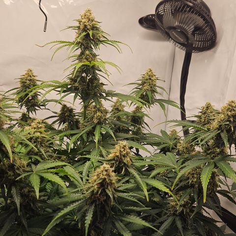 Northern Lights #2 growlog timeline photo