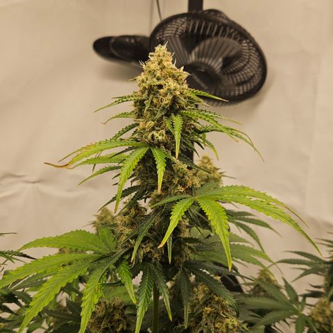Northern Lights #2 growlog timeline photo