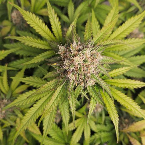 Northern Lights #1  growlog timeline photo