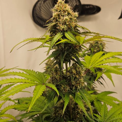 Northern Lights #1  growlog timeline photo