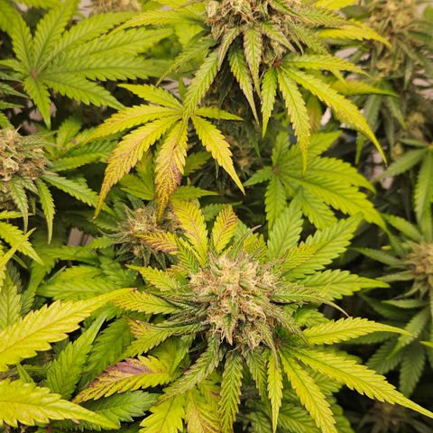 Northern Lights #1  growlog timeline photo