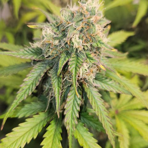 Northern Lights #1  growlog timeline photo