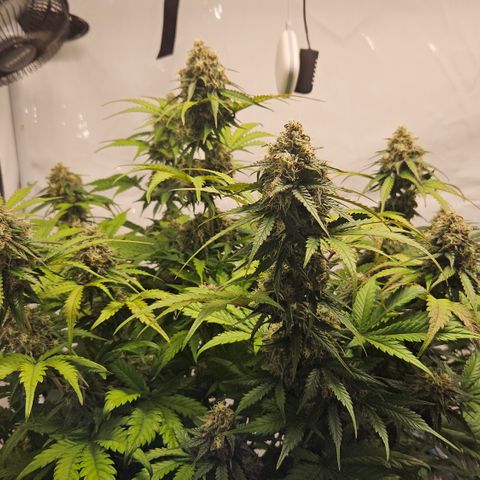 Northern Lights #1  growlog timeline photo