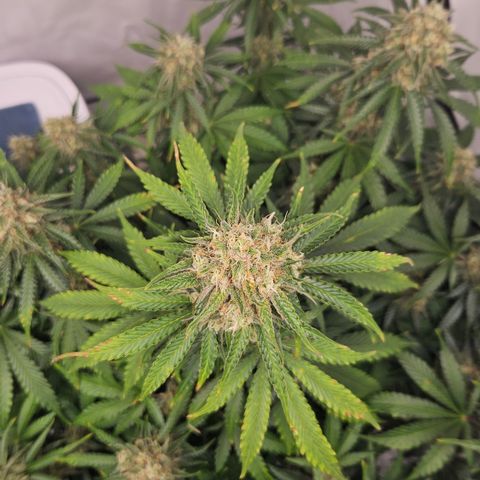 Northern Lights #2 growlog timeline photo