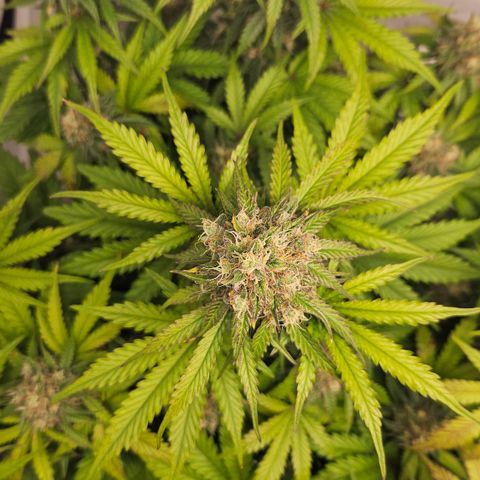 Northern Lights #1  growlog timeline photo