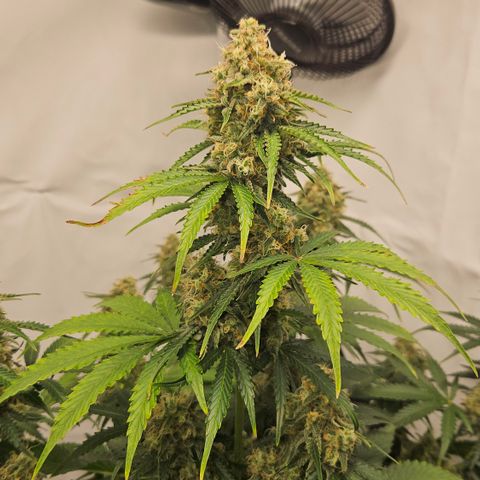 Northern Lights #2 growlog timeline photo